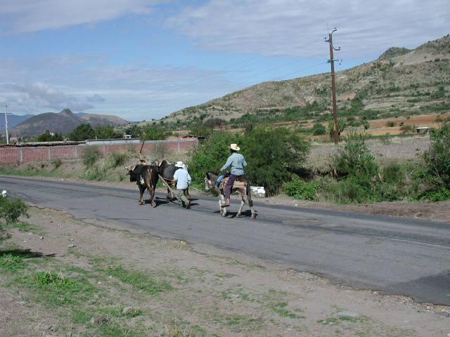 Two men walk on a street surrounded by hills. One man is riding a donkey and the other is walking alongside two cows.