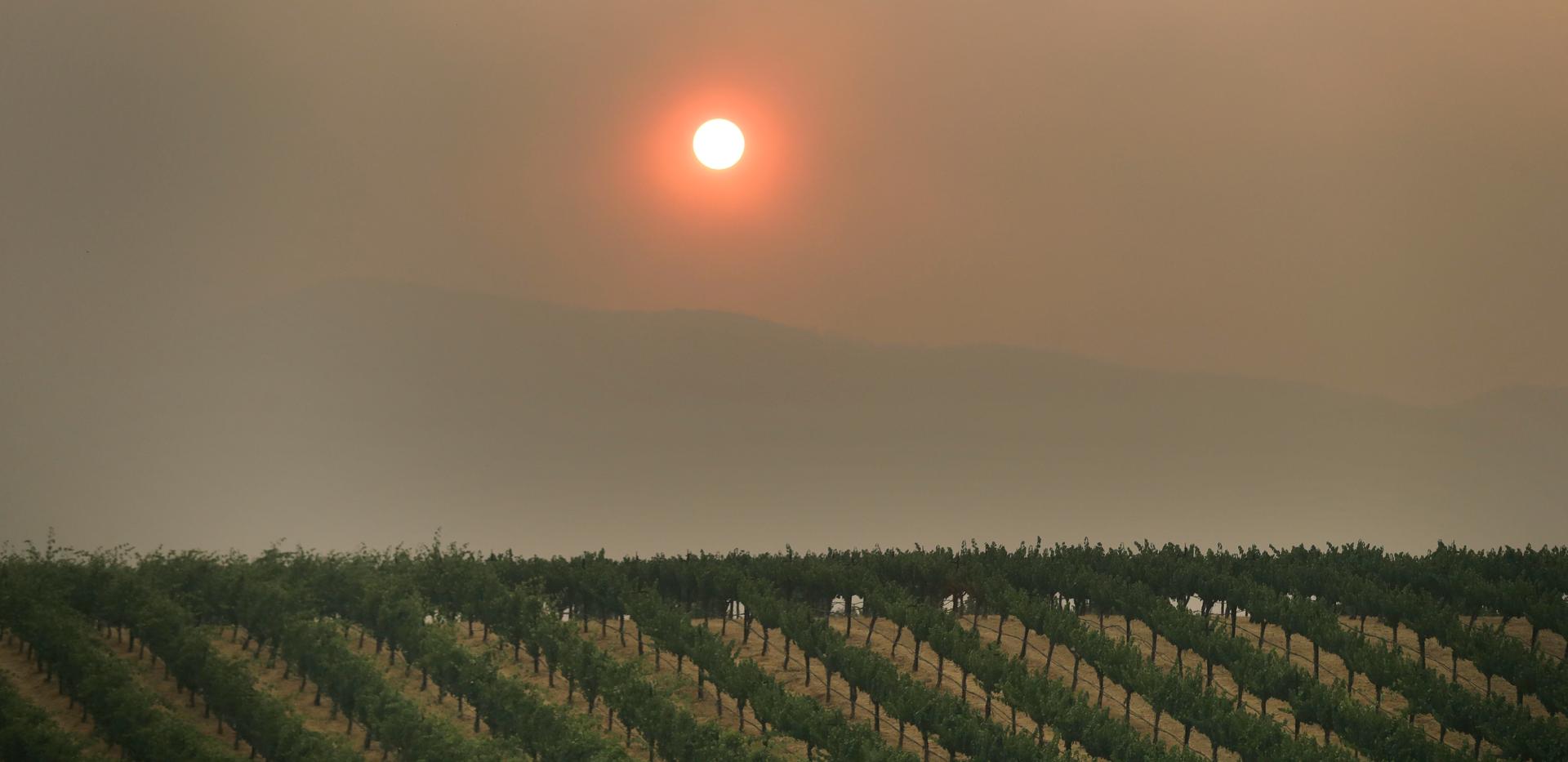 In this July 30, 2018, file photo, the setting sun is reddened by smoke from a wildfire over a vineyard, in Finley, California.
