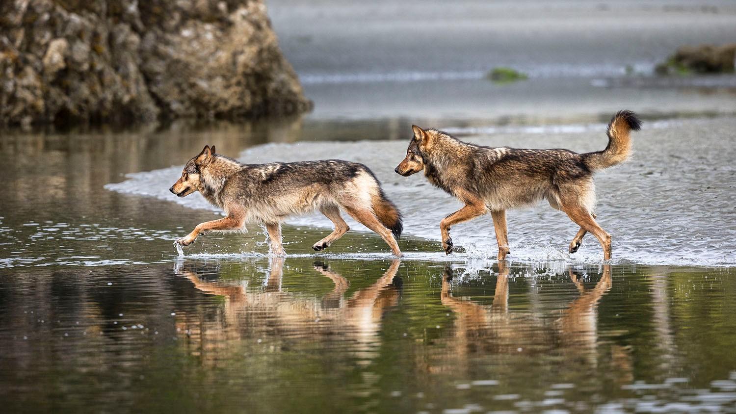 Coastal wolves making their way along the beach in British Columbia.
