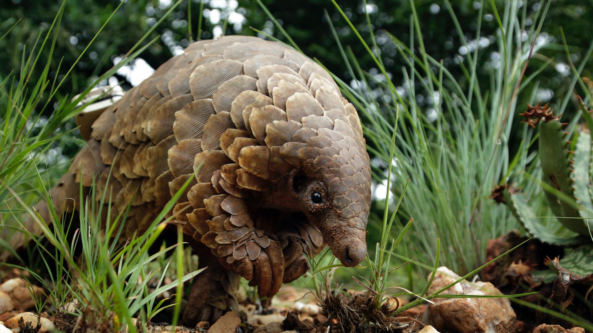 A scaly pangolin with small, brown eyes and a pointy nose forages for food near some greenery. 