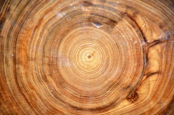 Fossilized tree rings