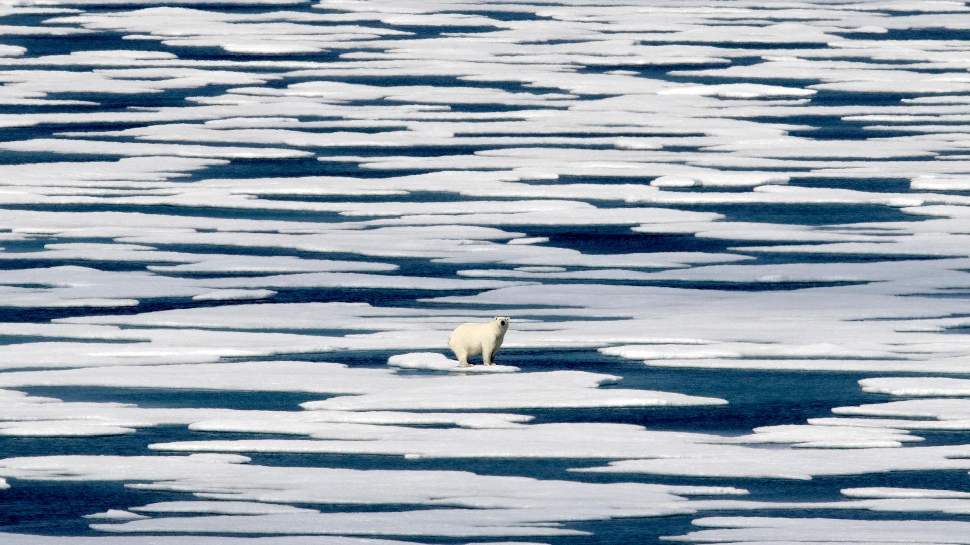 A polar bear is shown in the distance standing on a piece of ice among a large grouping of flat floating ice pieces.