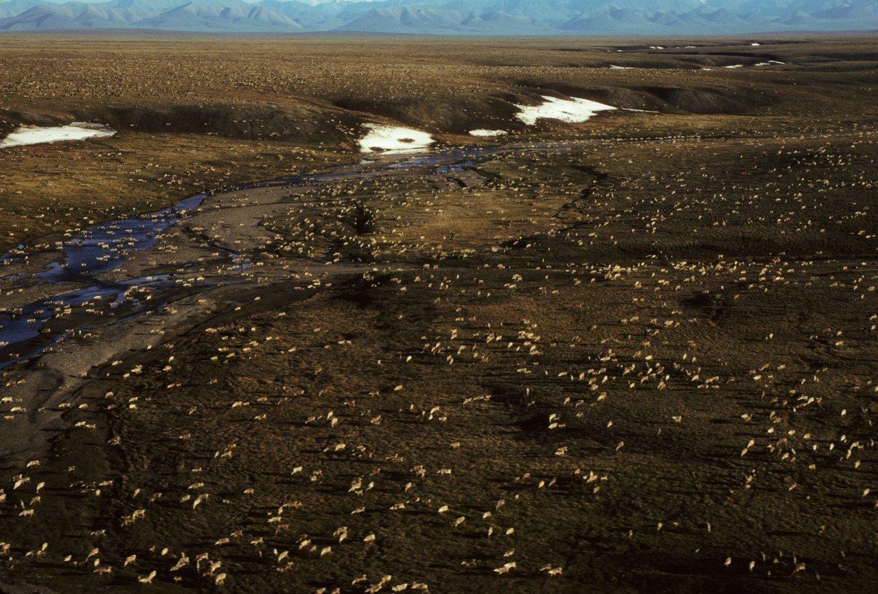 Arctic National Wildlife Refuge caribou aerial