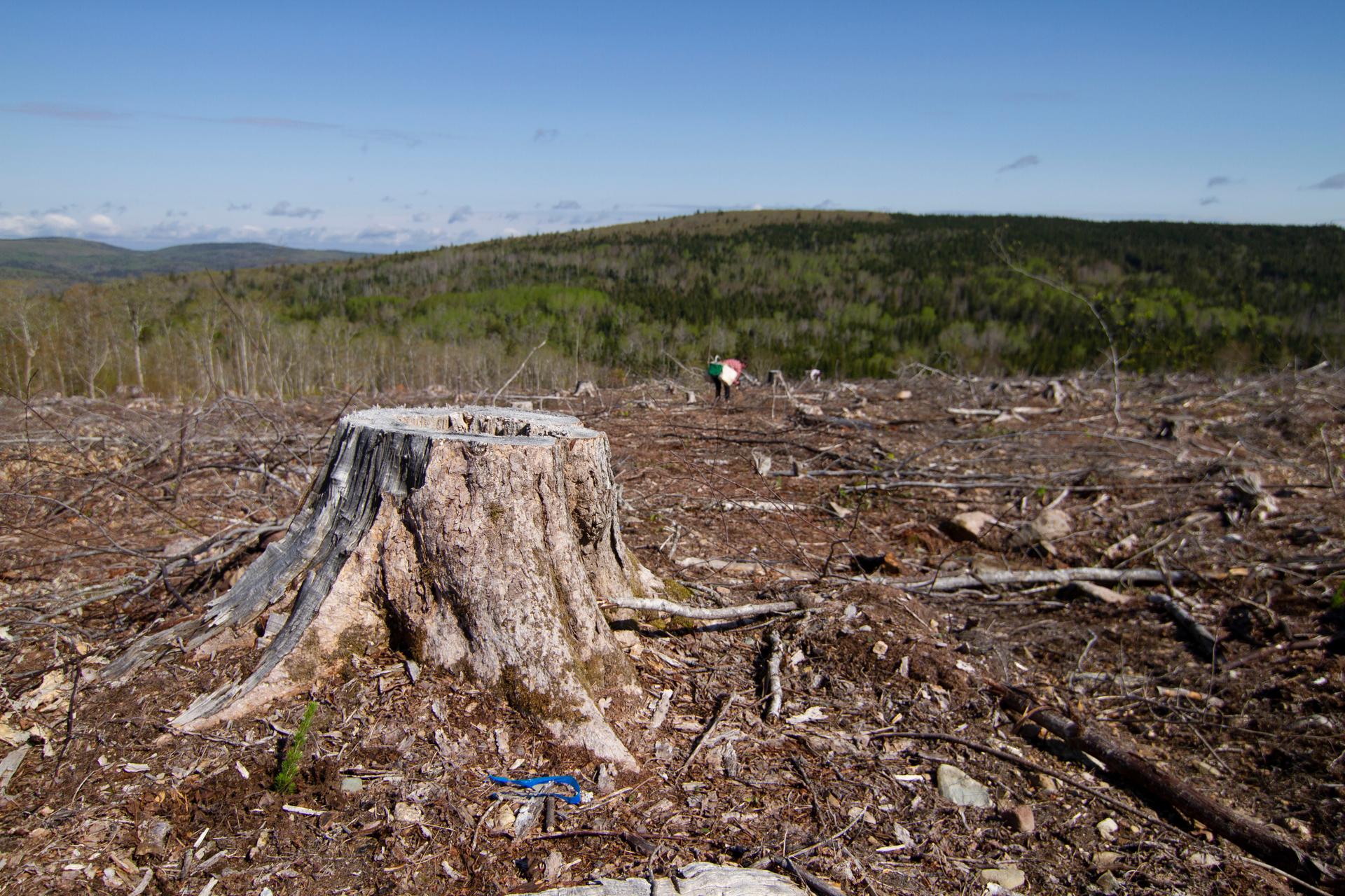 Much of the Maritimes forests are clear cut for timber sales. Community Forests International wants to break that cycle of forest management and provide landowners with an alternative way of getting income from their woods through carbon offsets.