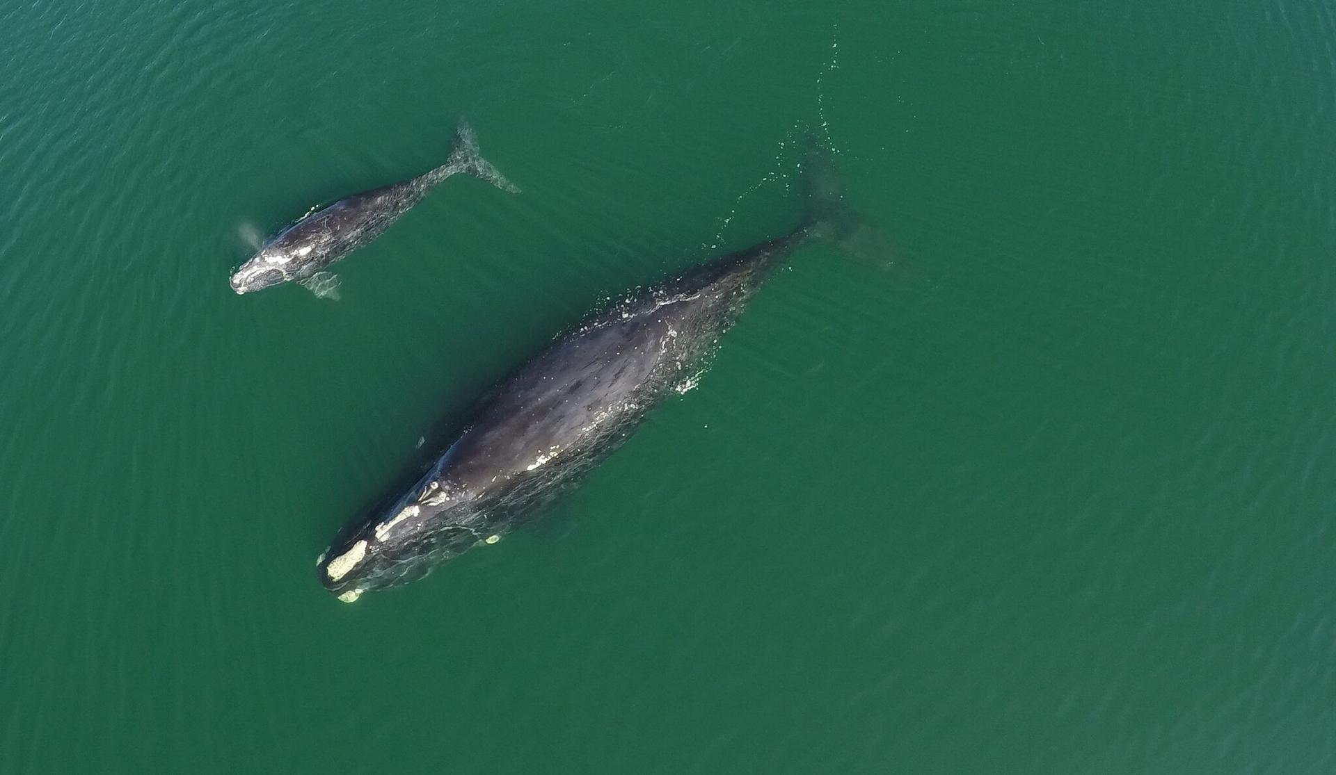North Atlantic right whale with calf in blue-green waters