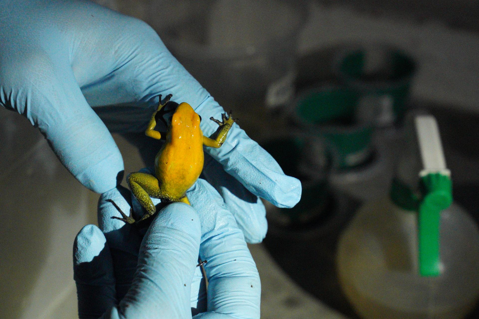 Ivan Ramos inspects a Phyllobates bicolor that is about to be sent to a collector in Europe.