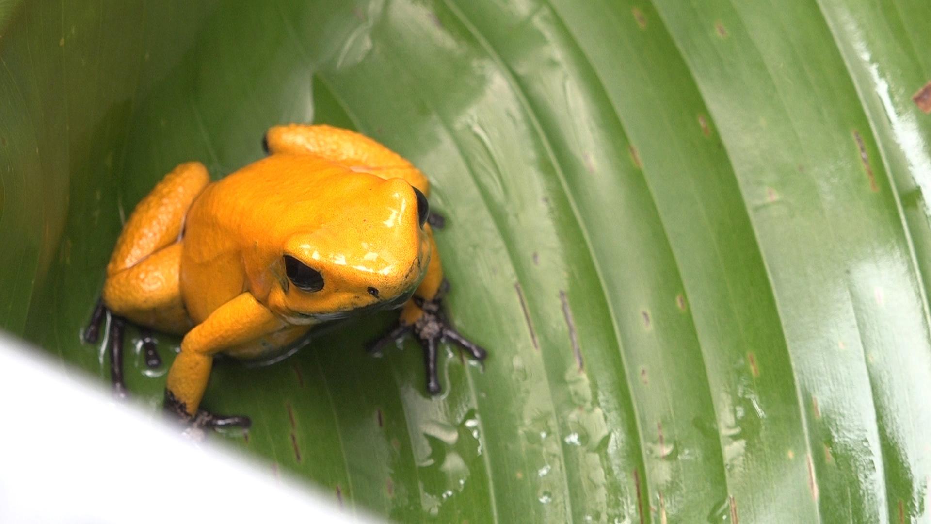 A yellow frog sits on a green leaf