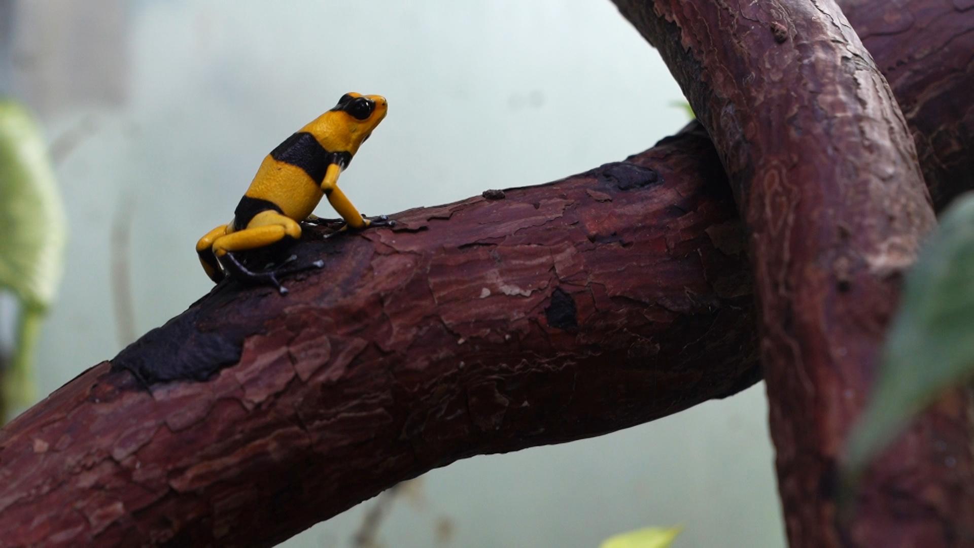 A yellow and black striped frog sits on a branch