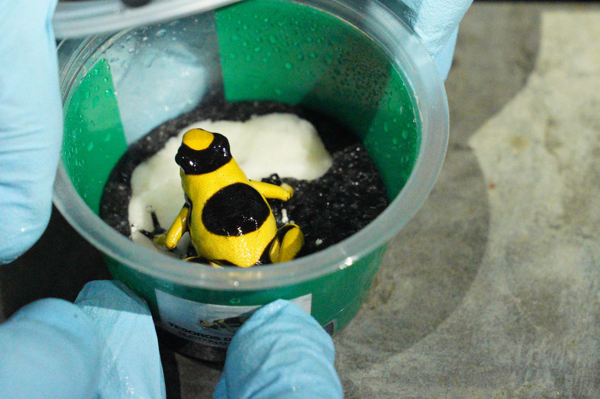 A yellow frog with black dots in a plastic cup