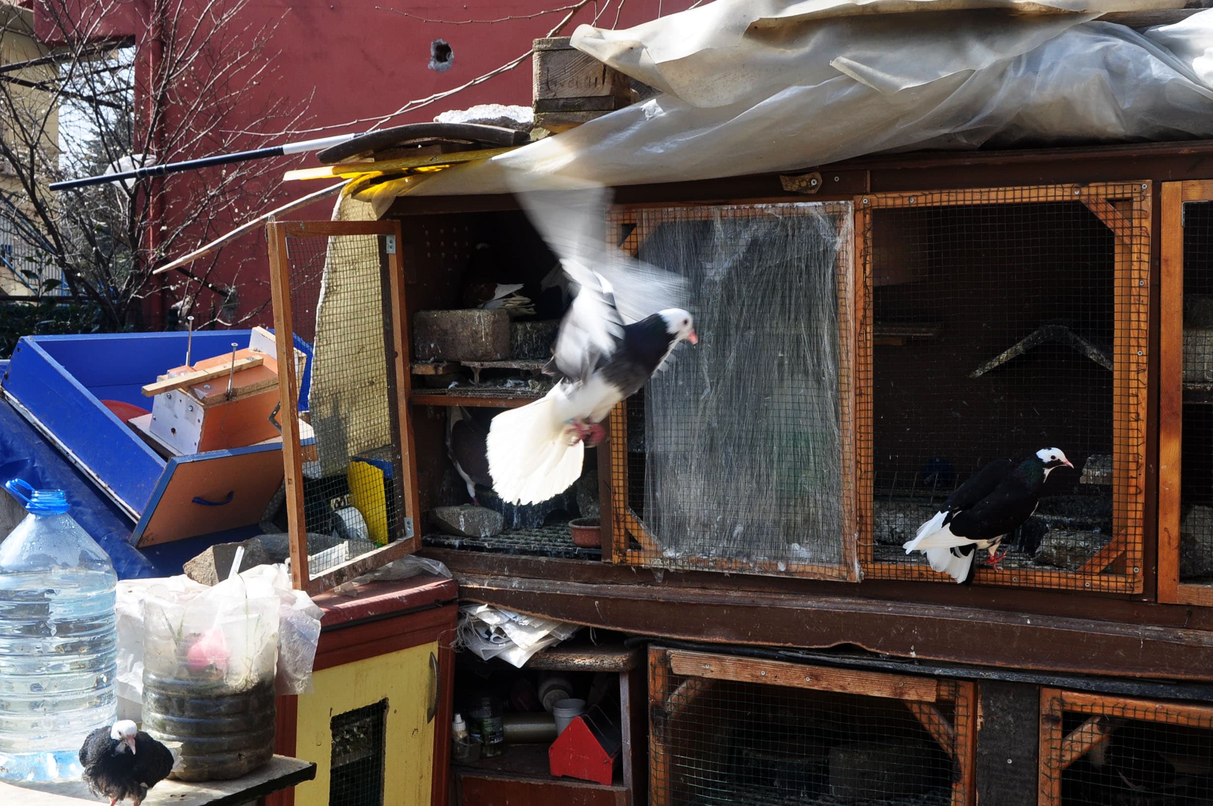 A bird flutters its wings outside a bird coop