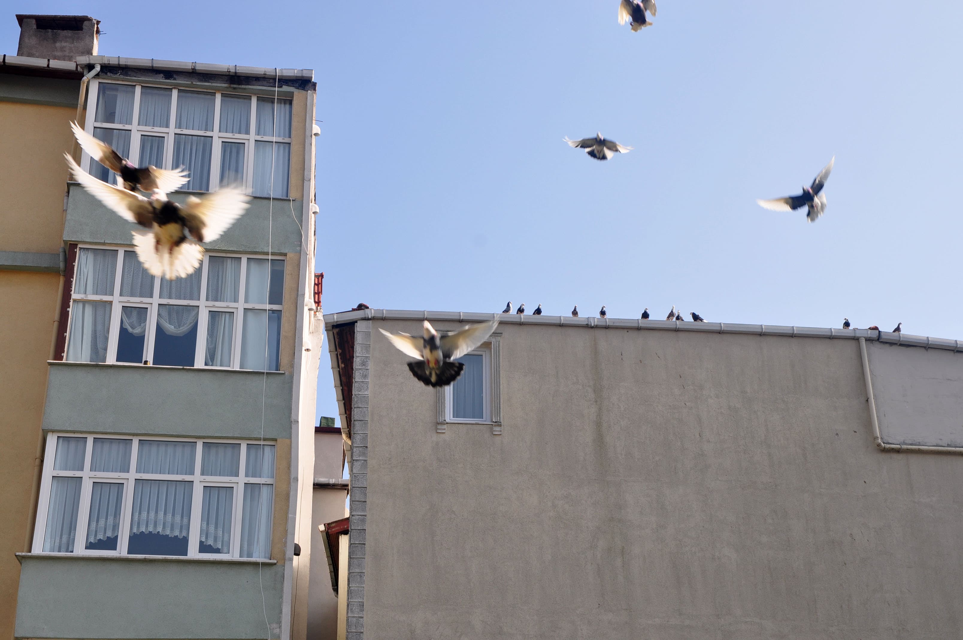 Birds fly overhead in a blue sky near an apartment building.