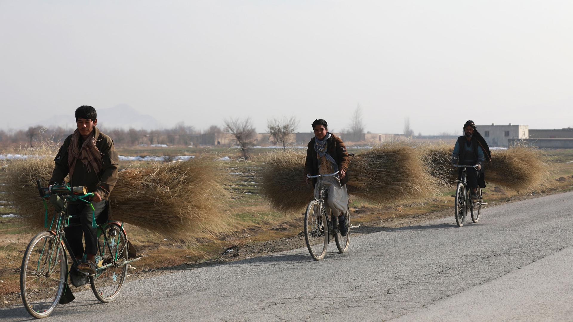 Three people are shown riding bicycles along a road carrying large bundles of harvested shrubs on the back of their bikes.