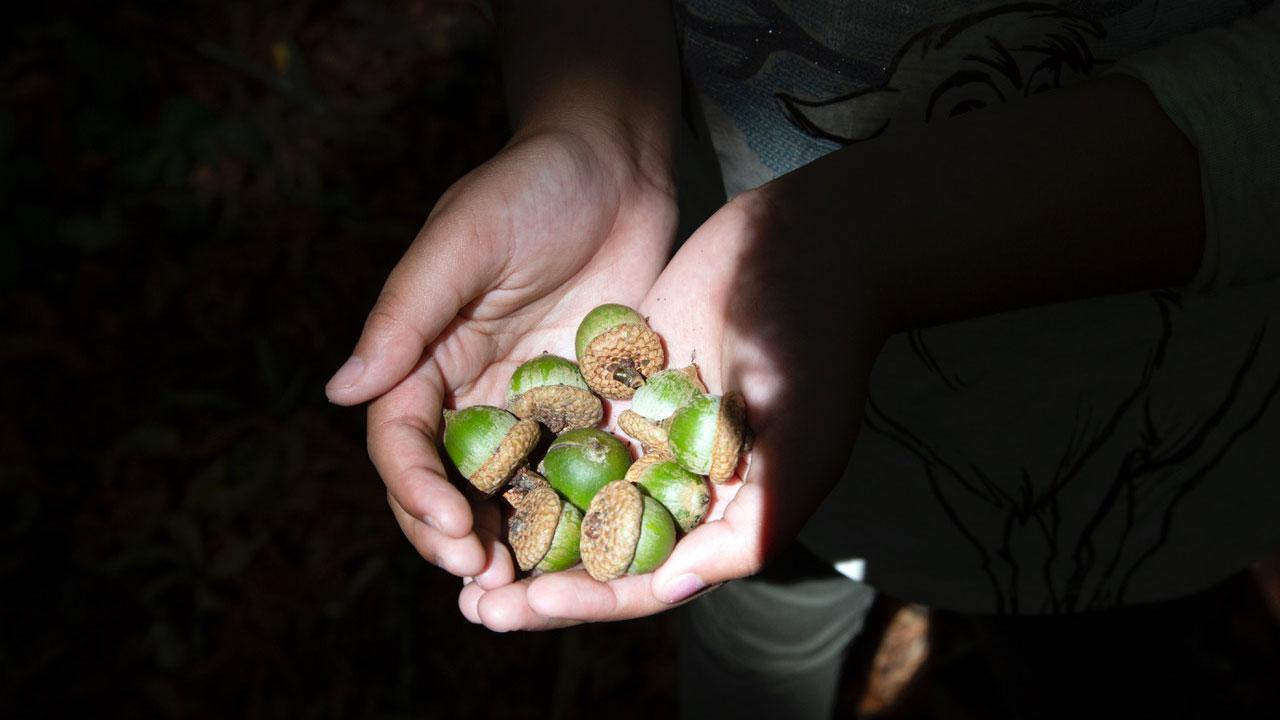 Two hands are shown holding several acorns while the rest of the photograph is dark.