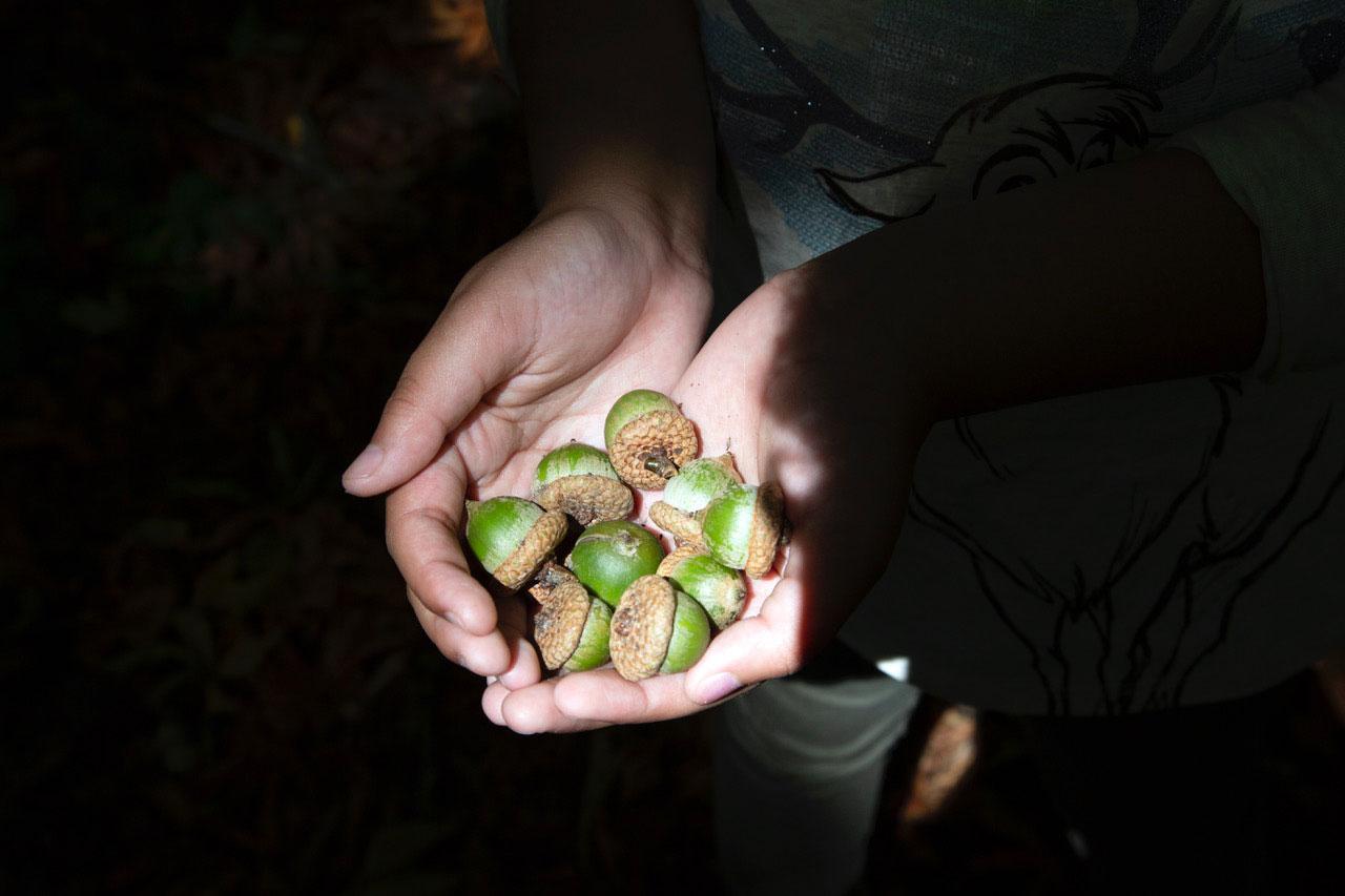 Two hands are shown holding several acorns with dark filling the rest of the photograph.