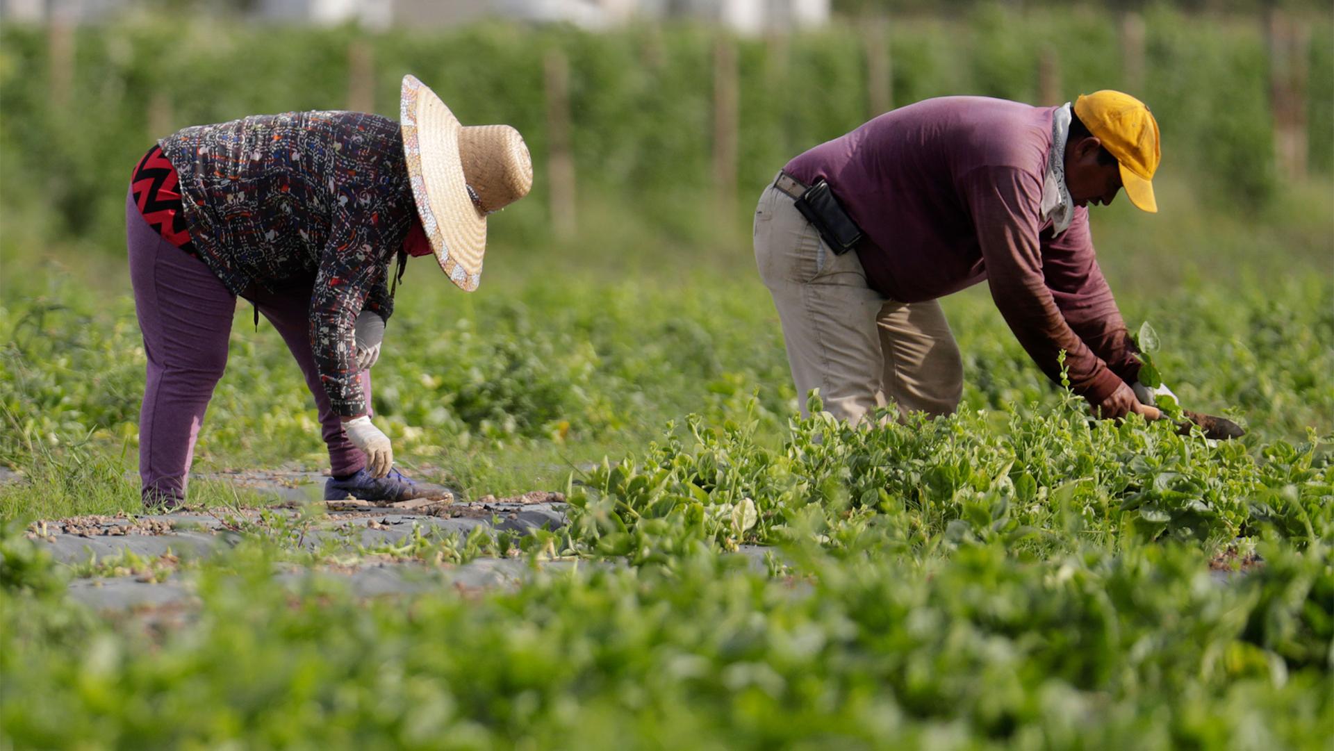 Farmworkers wearing hats gather spinach from a field.