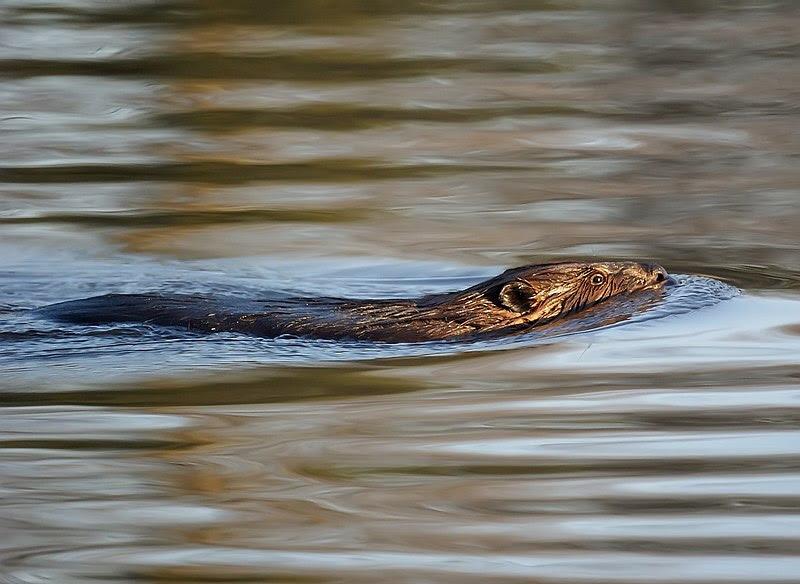 A photo of a beaver swimming in water, taken April 17, 2009. 