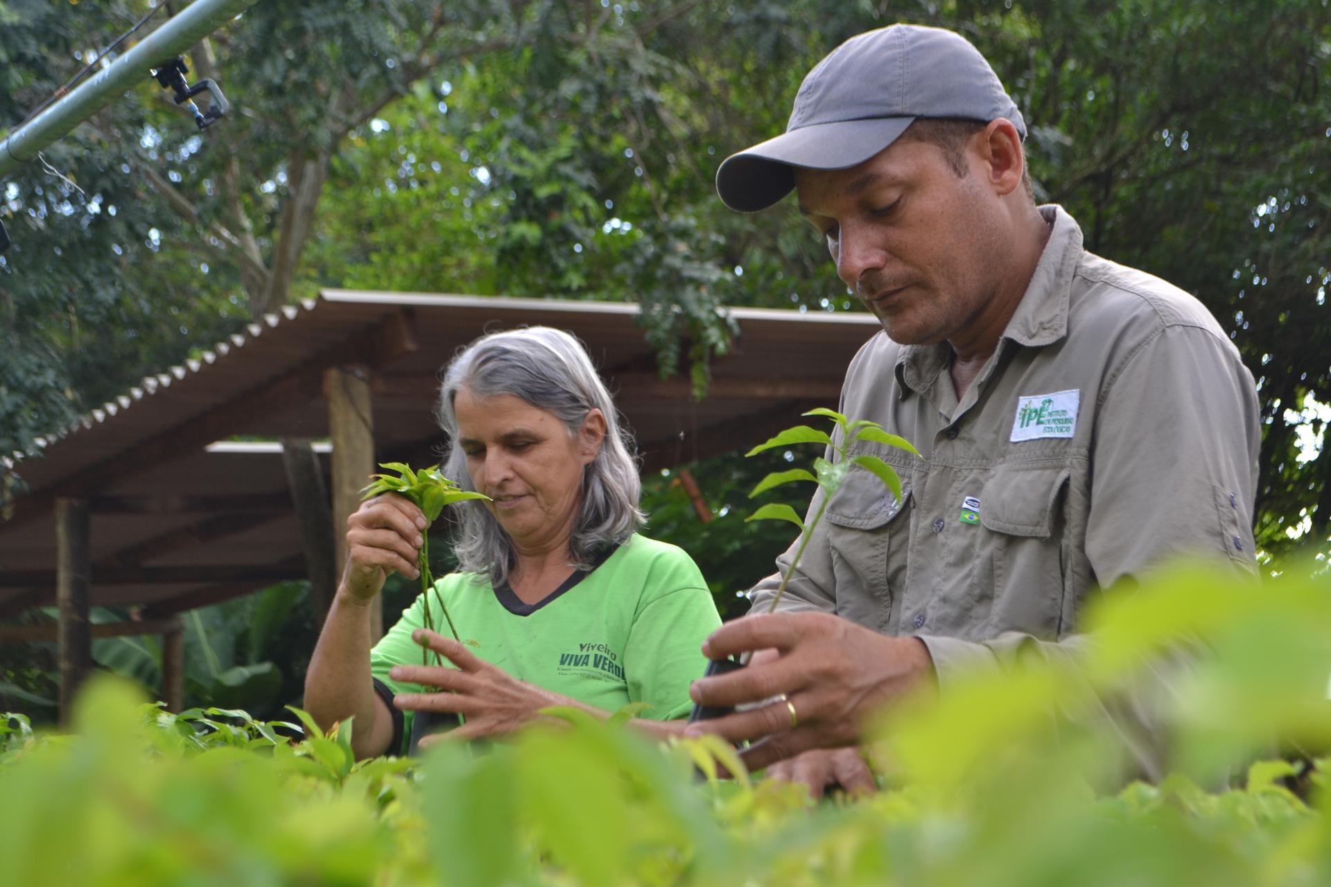 Conservation experts in the Atlantic Forest train local people to grow native plants in nurseries.