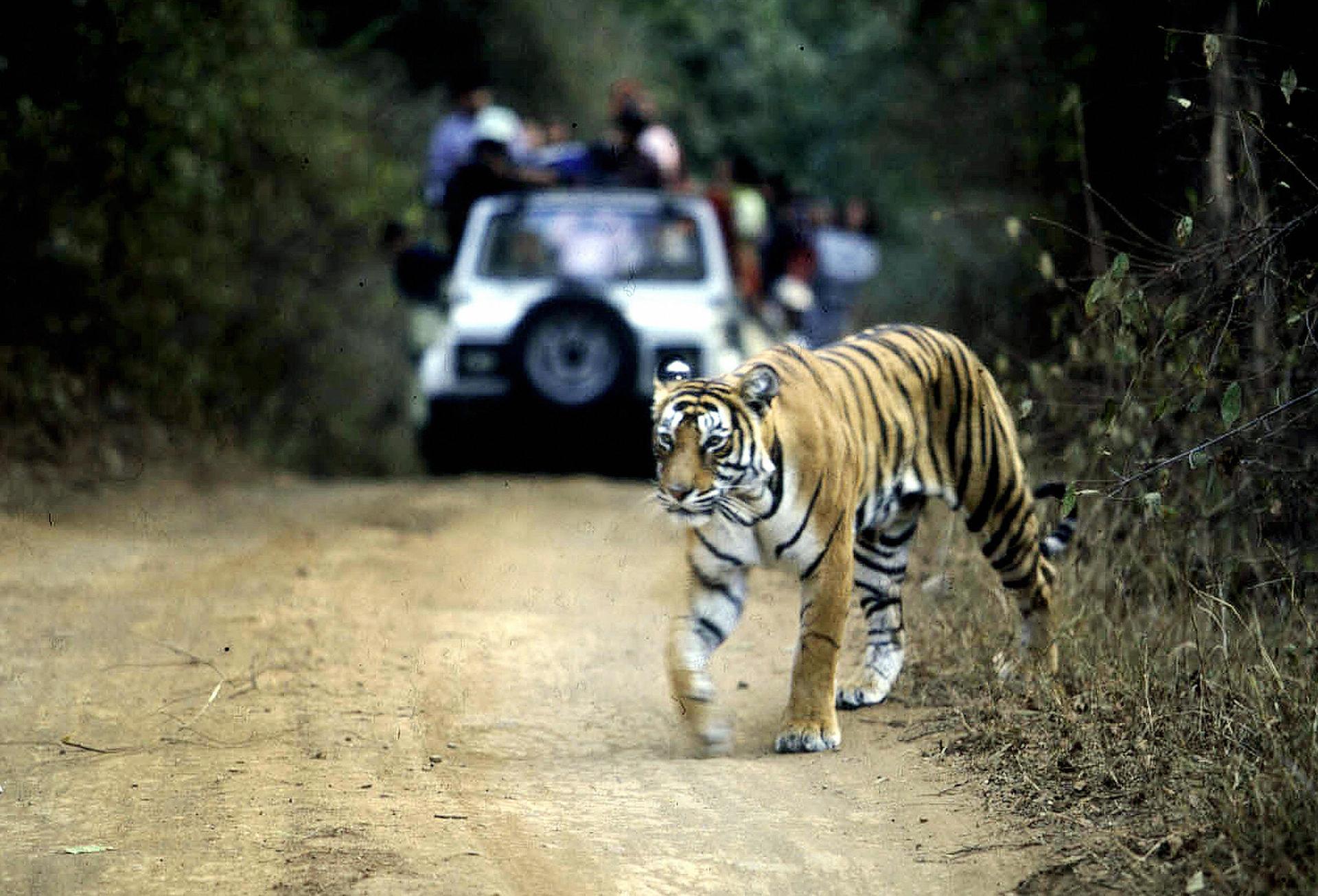 A tiger crosses a road in India’s Ranthambore National Park. 