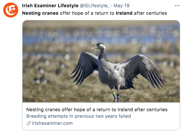 Nesting crane with wings spread out