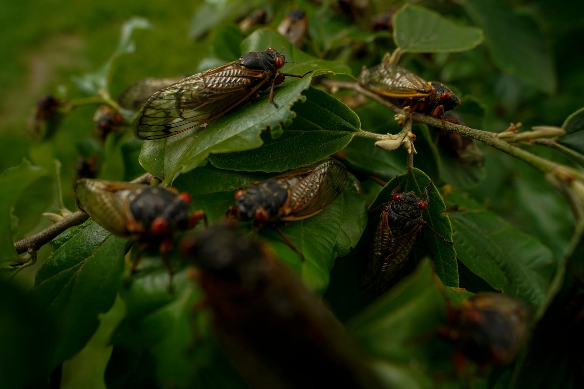 Adult cicadas cover a plant, Monday, May 17, 2021, at Woodend Sanctuary and Mansion, in Chevy Chase, Maryland. 