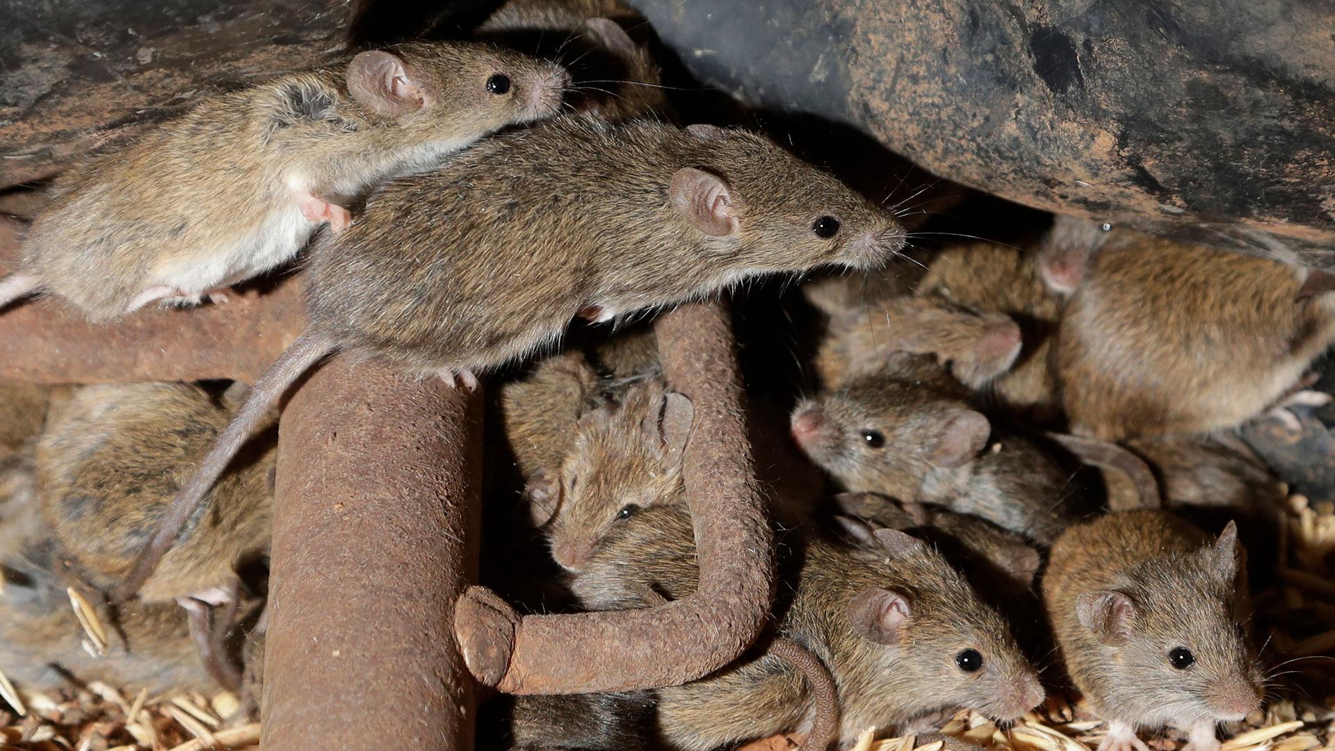 Several brown-colored mice are shown overrunning an Australian farm.