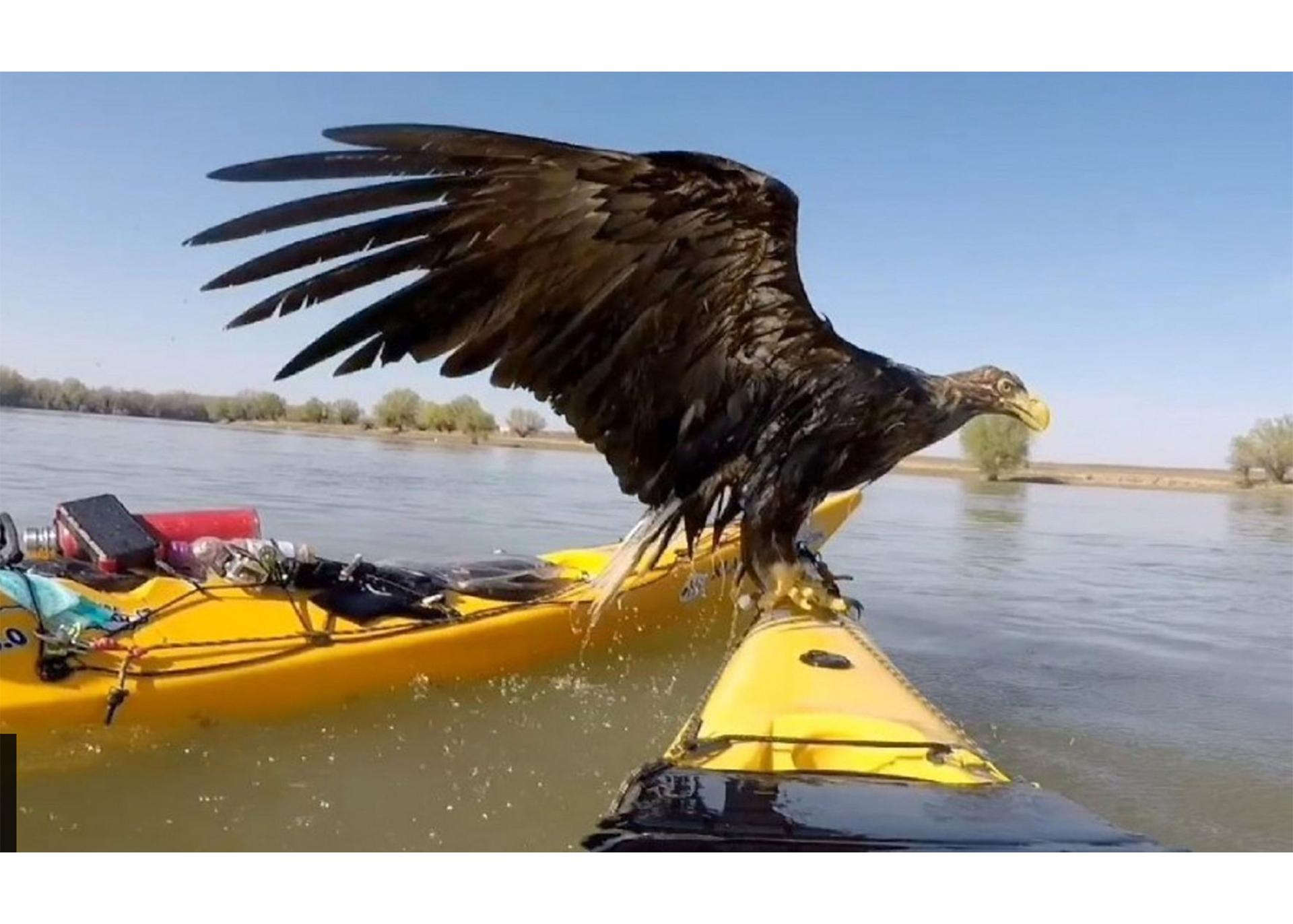 Eagle on part of a yellow boat in the water