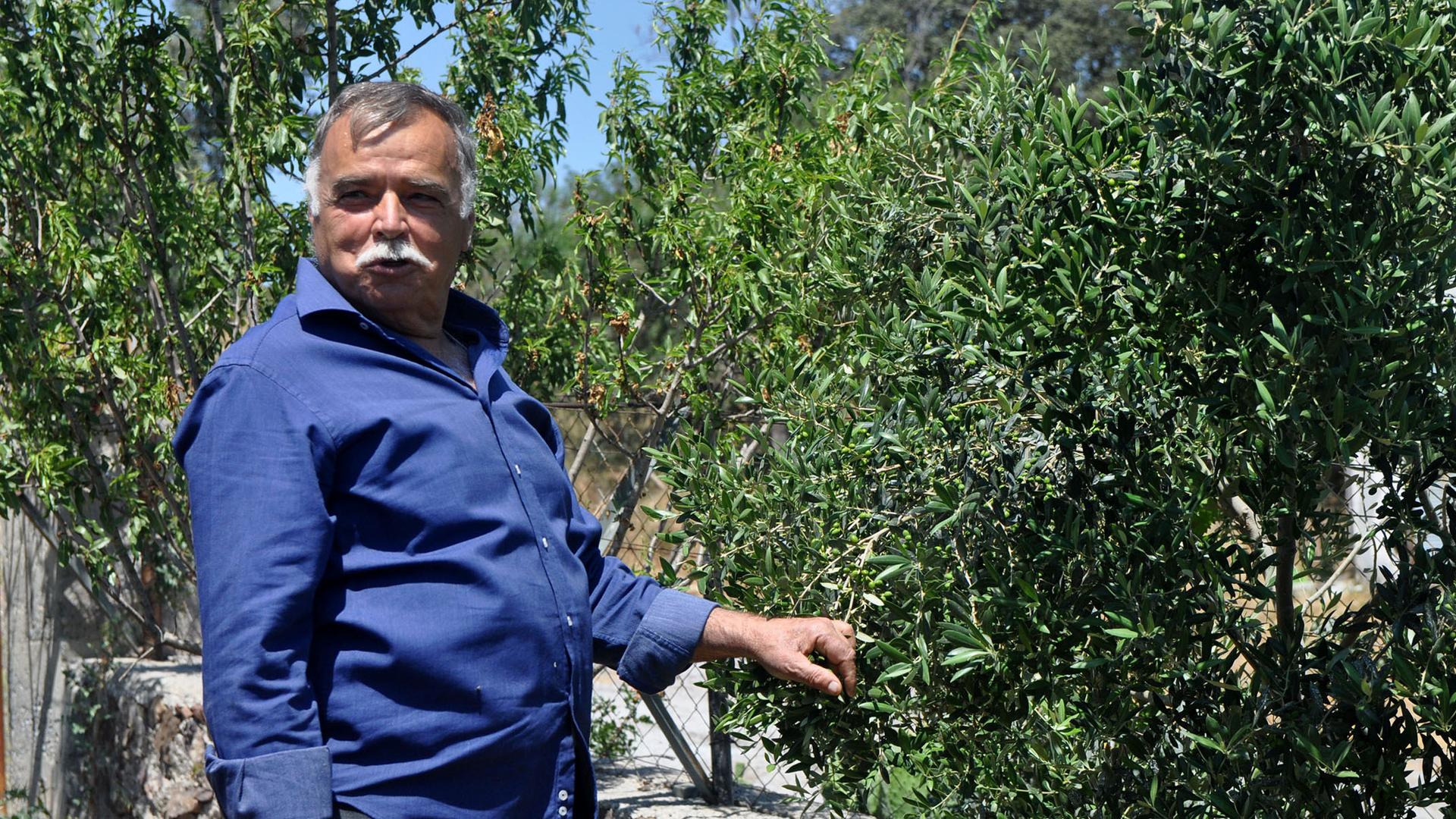 Huseyin Kara shows off his lush green olive trees, like a proud grandfather. 