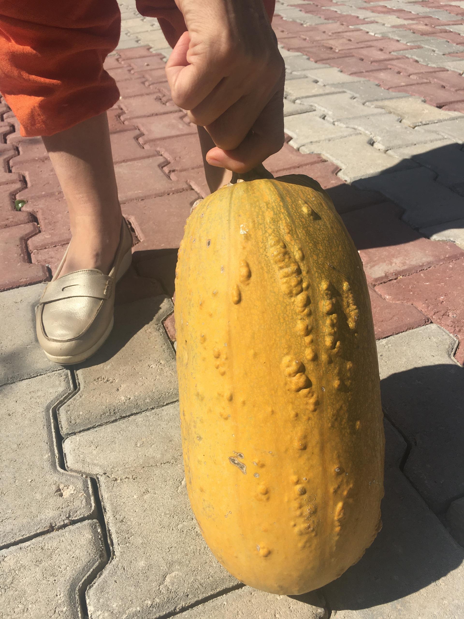 A local variety of heavy, dimpled squash.