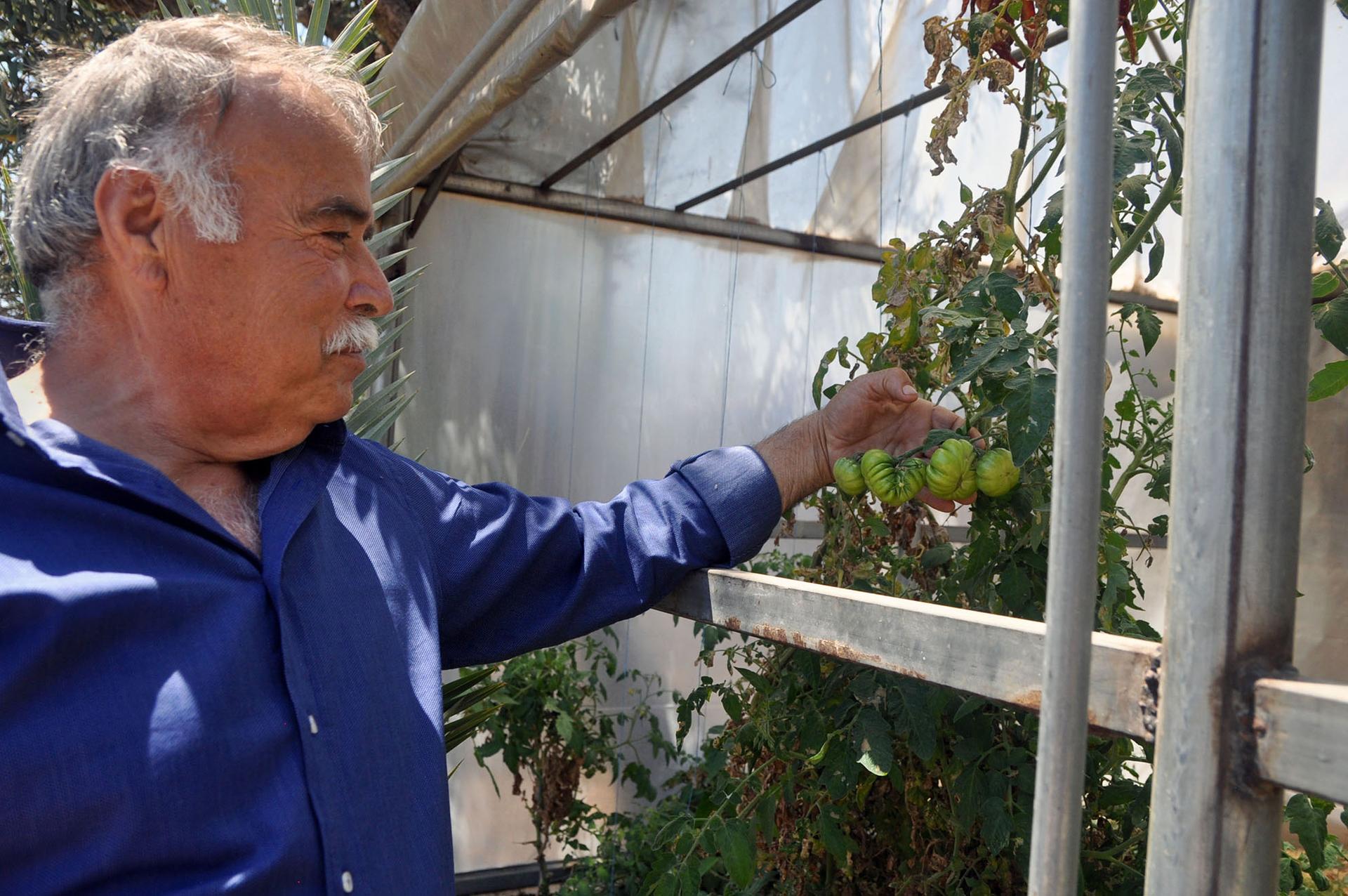 Huseyin Kara inspects an heirloom tomato variety grown in a greenhouse on his farm.