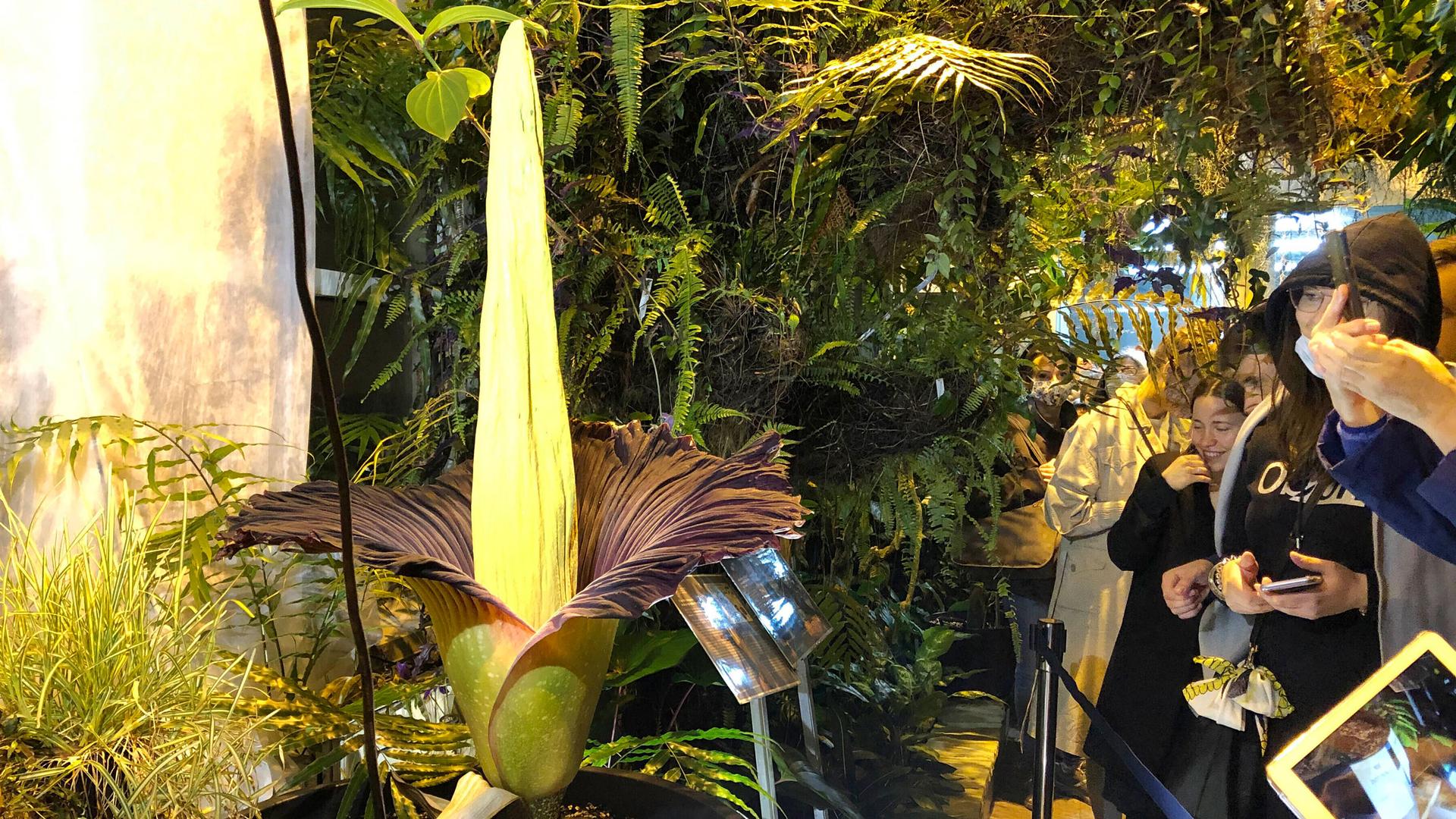 Several people are shown off to the side looking at the tall, yellow blooming of the Sumatran Titan arum flower.