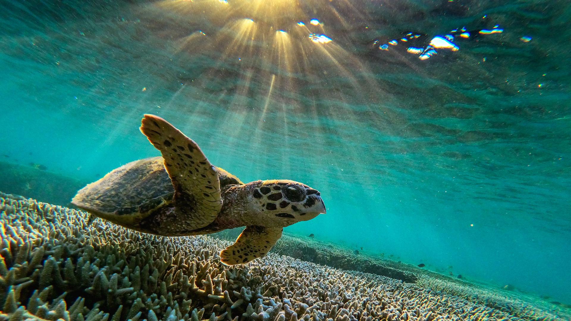A large sea turtle is shown swimming just above the coral reef in a photograph taken from below the animal and the light of the sun above.
