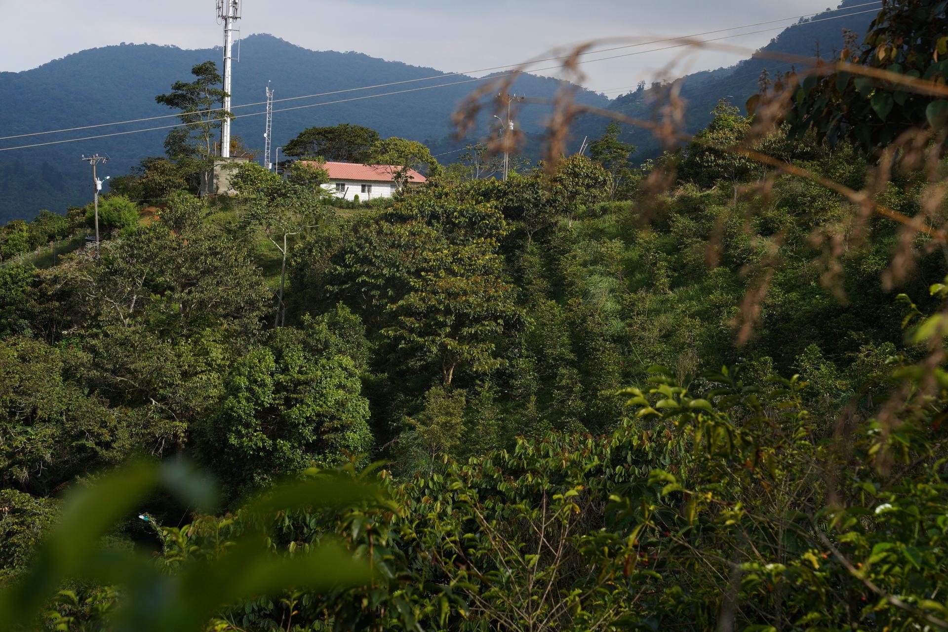 A visit to this farm near Cali, Colombia, inspired Mauricio Zuñiga to become a coffee exporter.