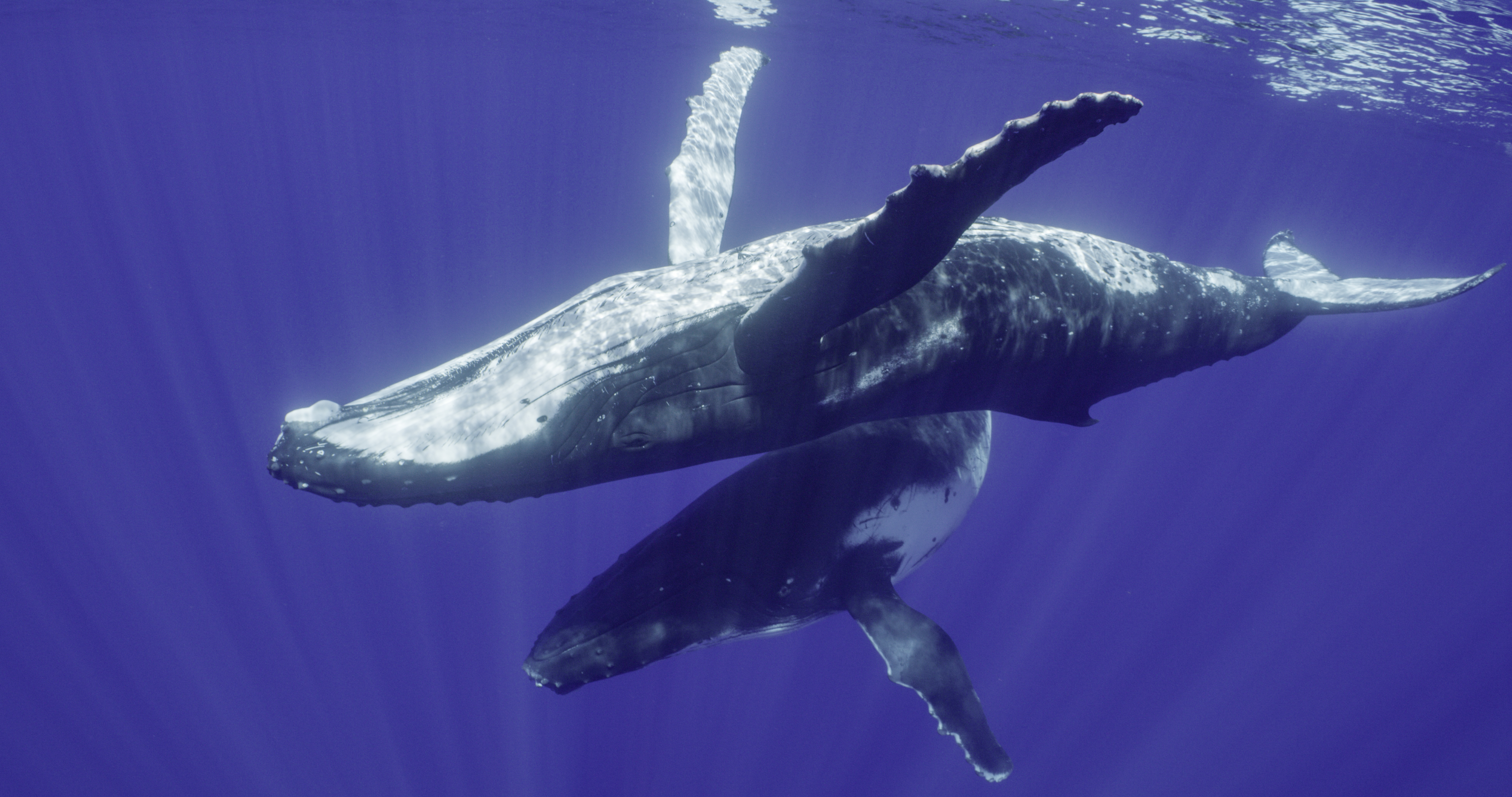 Humpback whales undergo one of the longest migrations of any mammal on Earth — over 6,000 miles. 