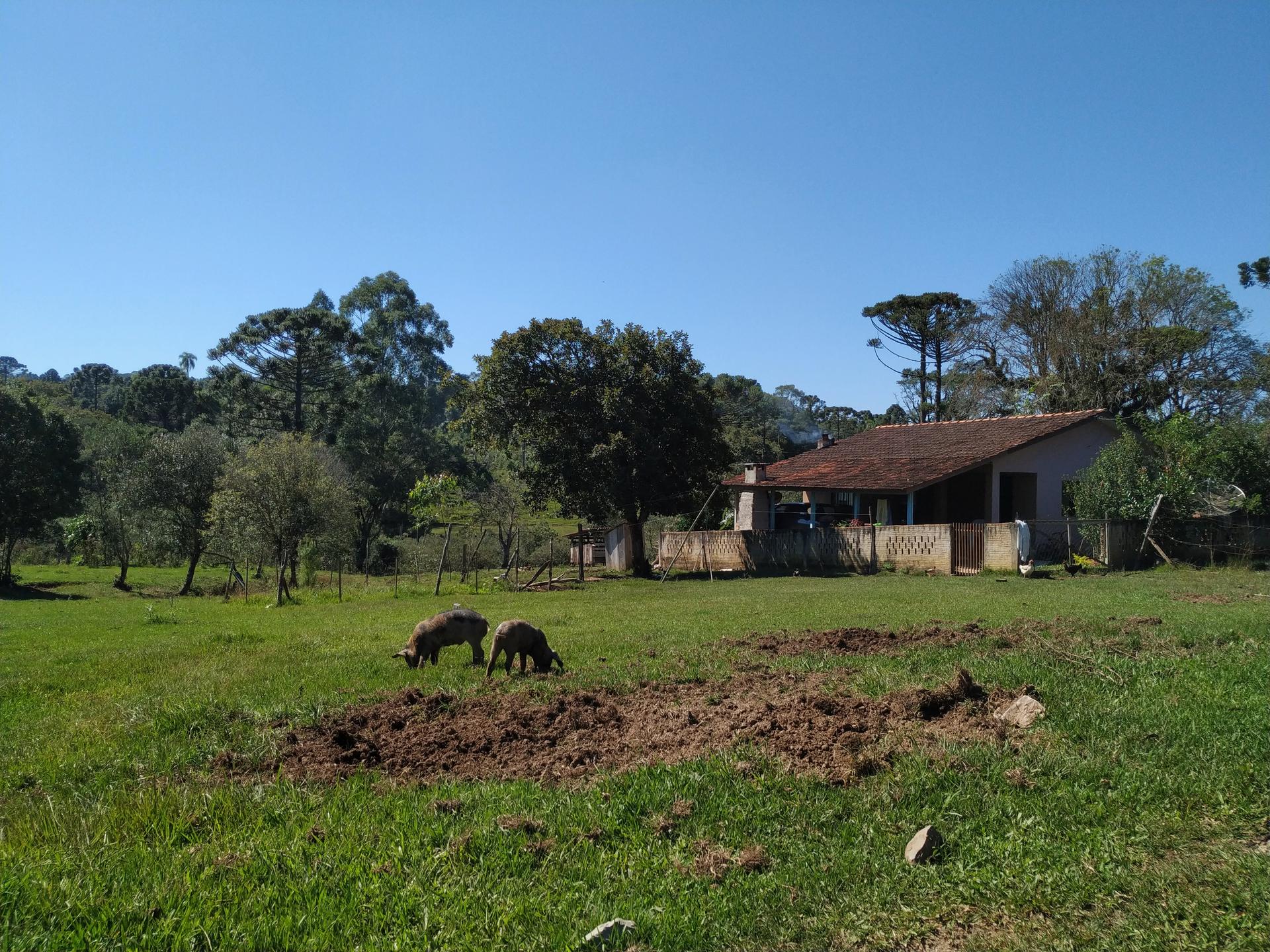 In this traditional faxinal community, Marcondes, in the countryside of the Brazilian state of Paraná, residents let their farm animals roam free on their communal lands.