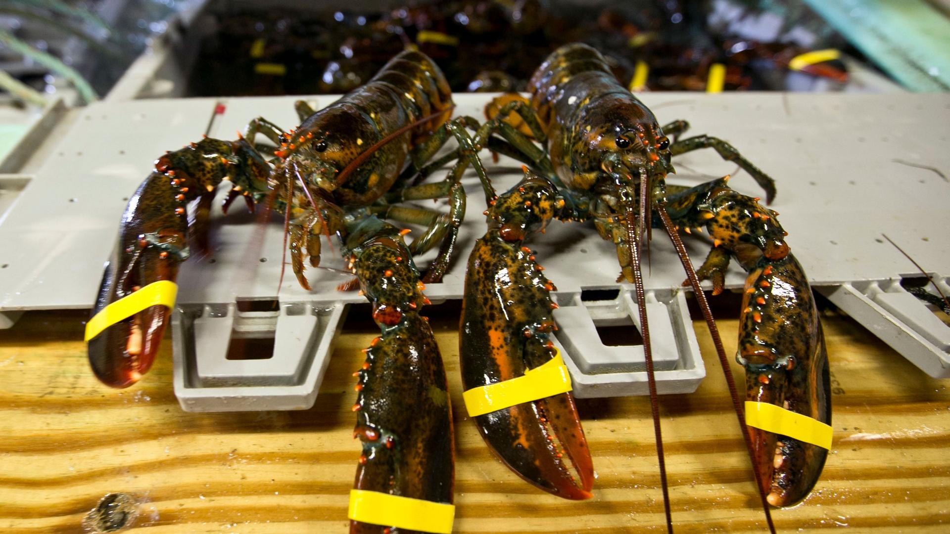 In this June 12, 2015 file photo, a hardshell lobster, left, and soft-shelled 