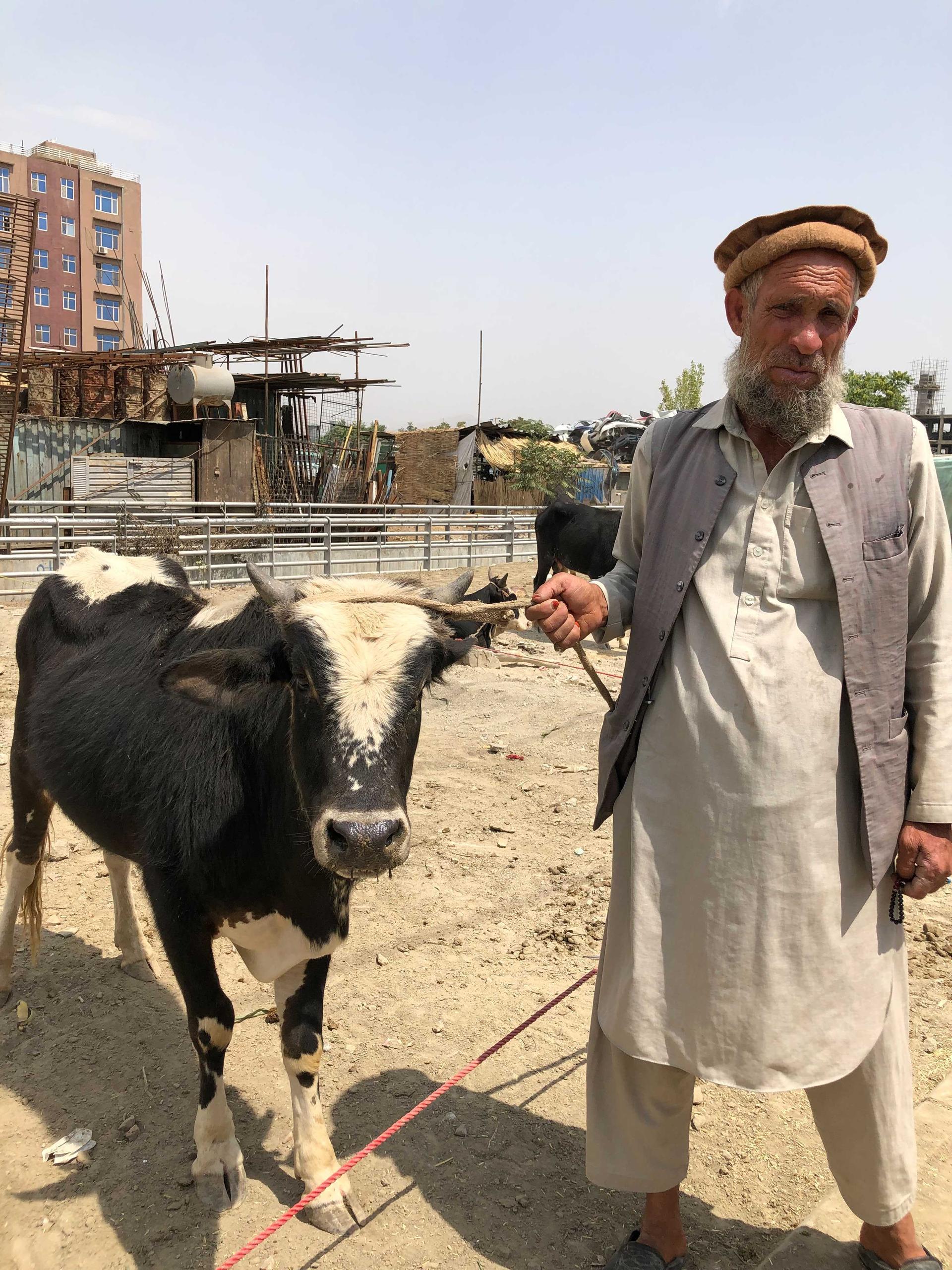 Khale Gol had to transport his cow through Taliban territory to get to Kabul. He raises them in the south, where it’s cheaper, and brings them to Kabul to sell at a profit. This year, the fighting was much more intense, he says.