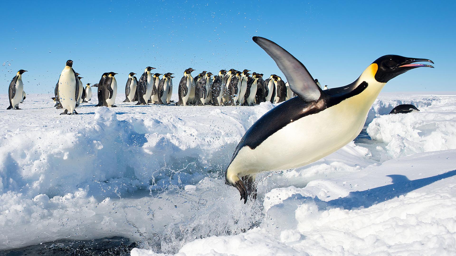 An Emperor penguin jumps out of the water. 