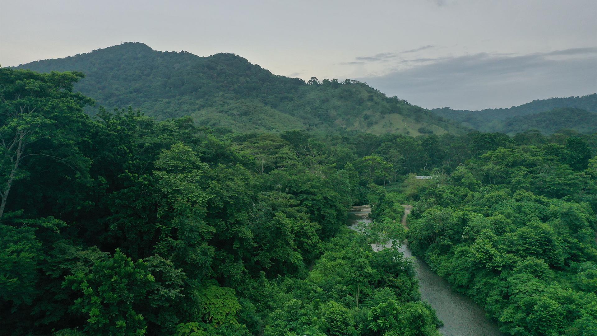 Aerial view of the green vegetation of the Darien jungle