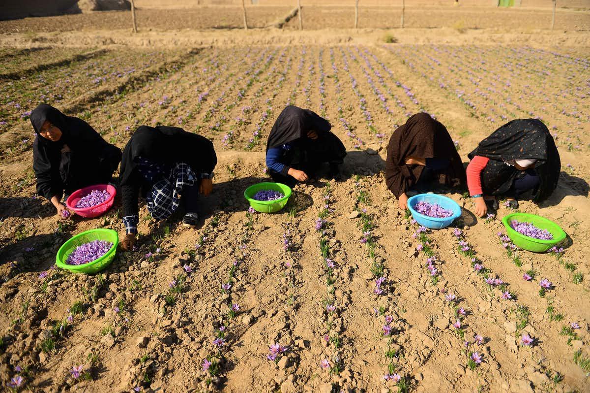 Afghan women harvest saffron flowers in a field on the outskirts of Herat Province in 2018. The region has been suffering a drought for years. 