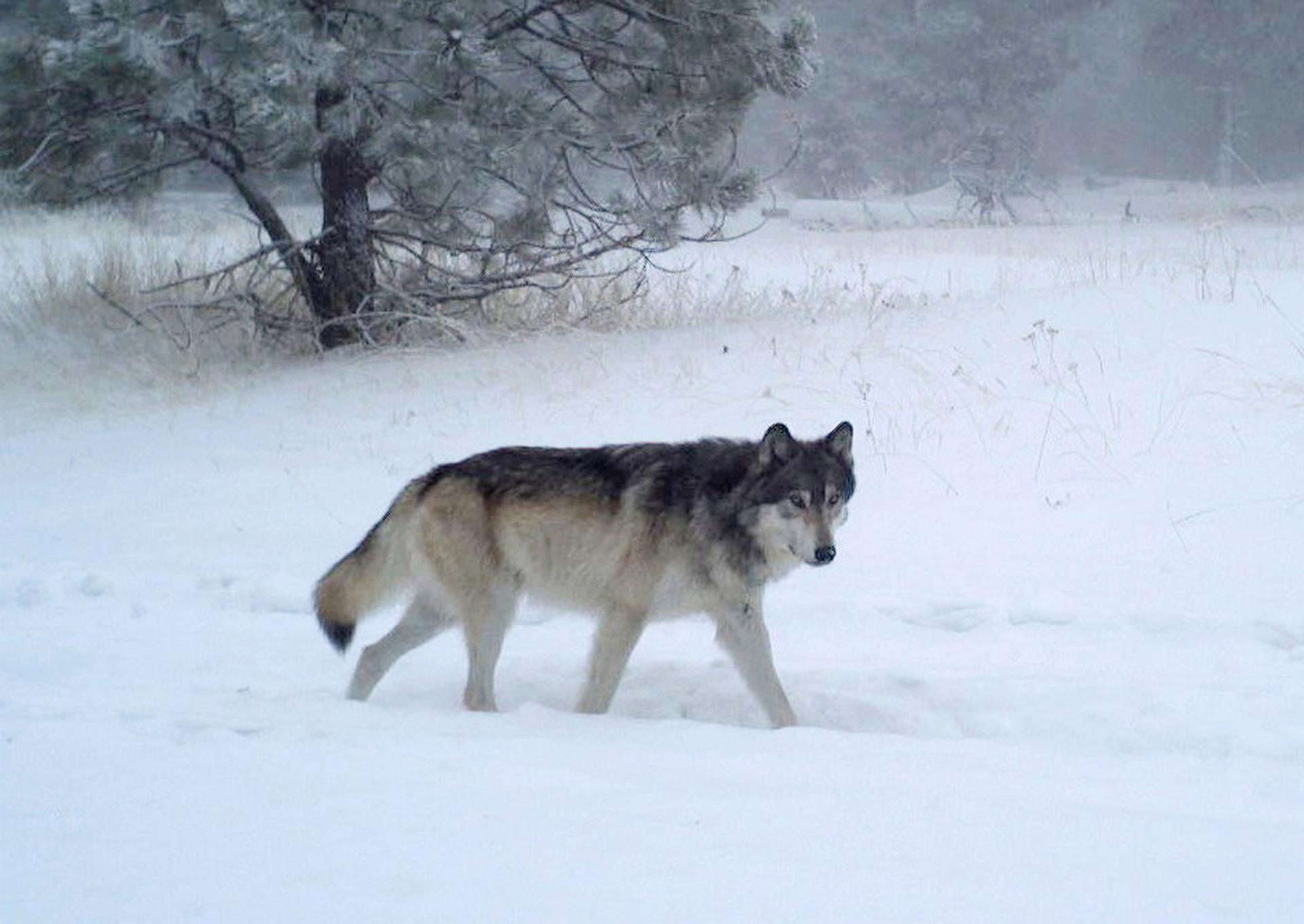 A record number of wolves are roaming the forests and fields of Oregon, 20 years after the species returned to the state.
