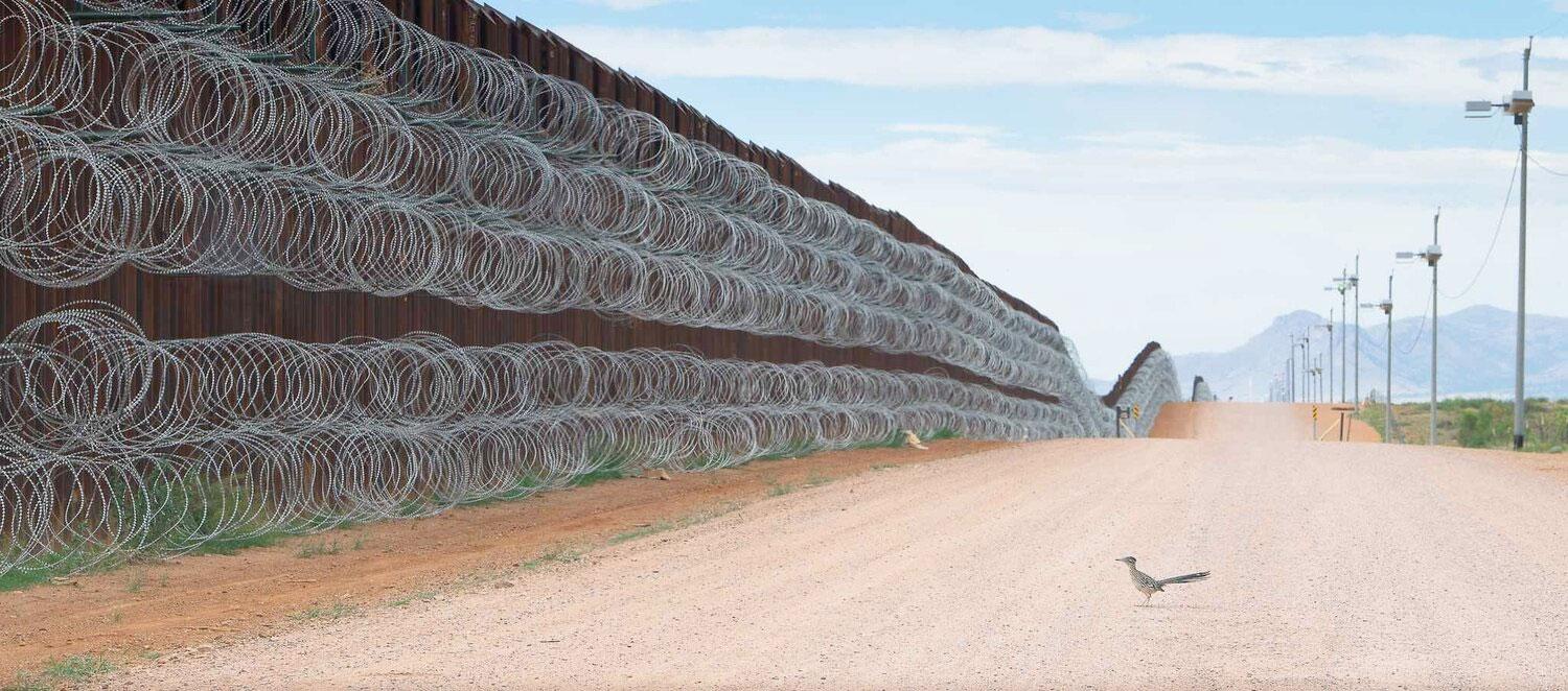 A ground-dwelling roadrunner bird is shown staring up at the US-Mexico border wall lined with razor wire.