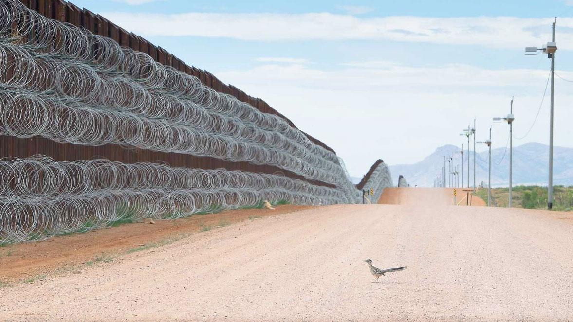 A ground-dwelling roadrunner bird is shown staring up at the US-Mexico border wall lined with razor wire.