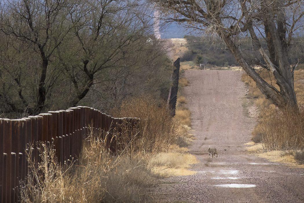An animal is shown in the distance walking along a dirt road with trees along one side and the US-Mexico border wall along the other side.