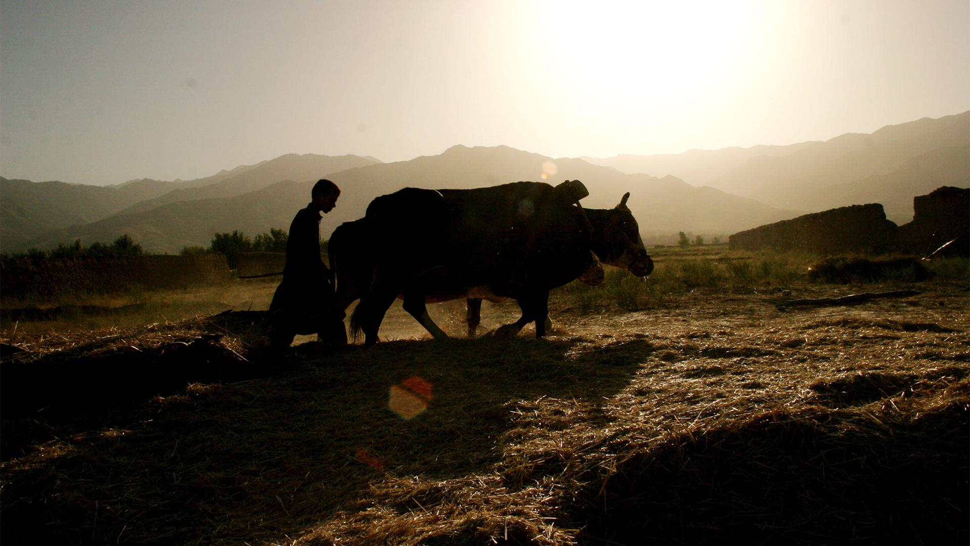 Shomali, a little north of Kabul, Afghanistan, July 18, 2005. After seven years of severe drought that impoverished farmers and made millions reliant on food handouts, Afghanistan enjoyed a bountiful harvest.