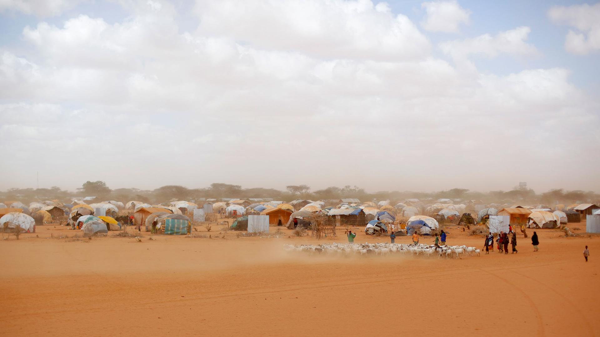 A large number of tents and other shelters are show in the distance with a group of people herding animals in the nearground.