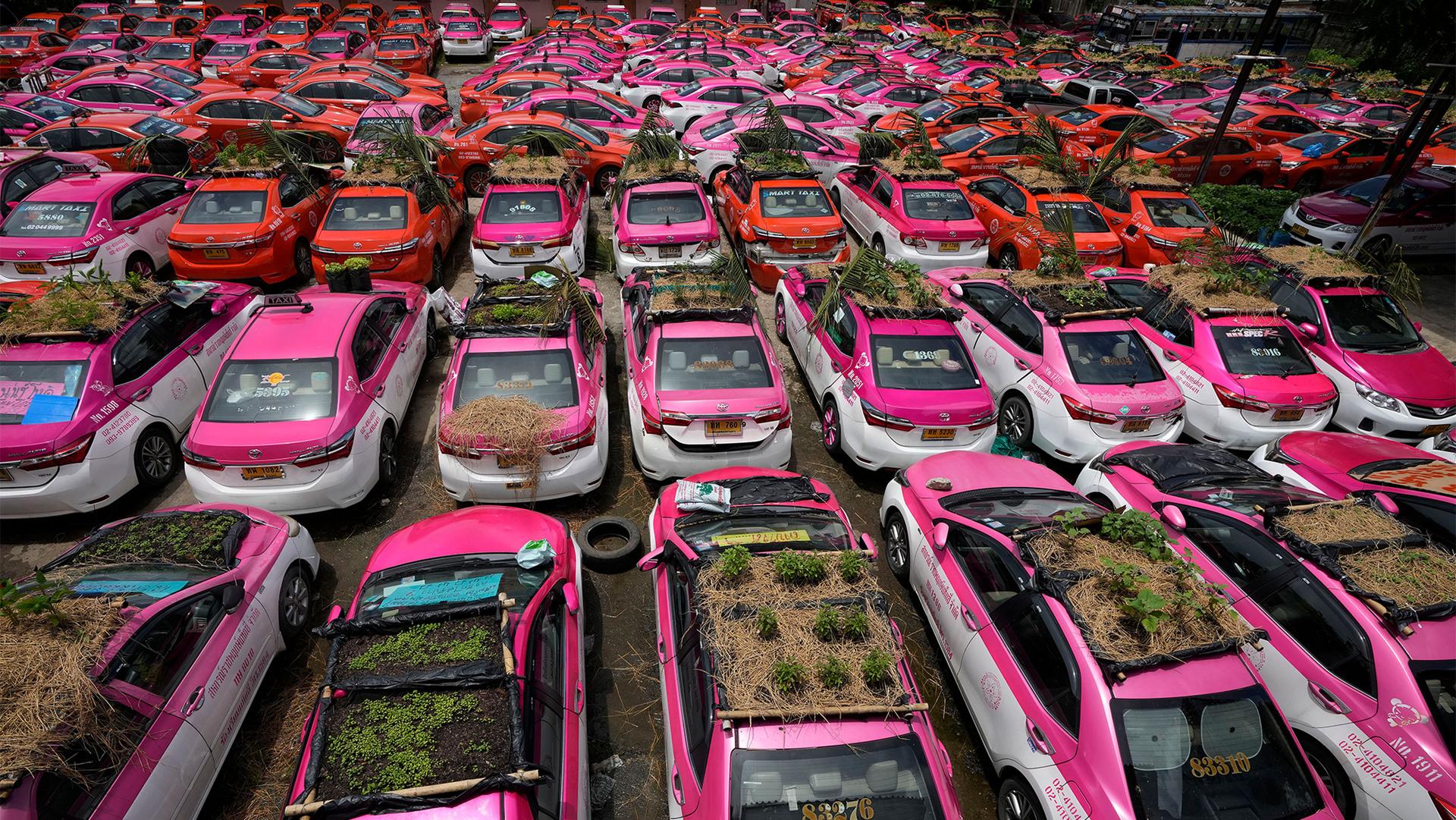Miniature gardens are planted on the rooftops of unused taxis parked in Bangkok, Thailand