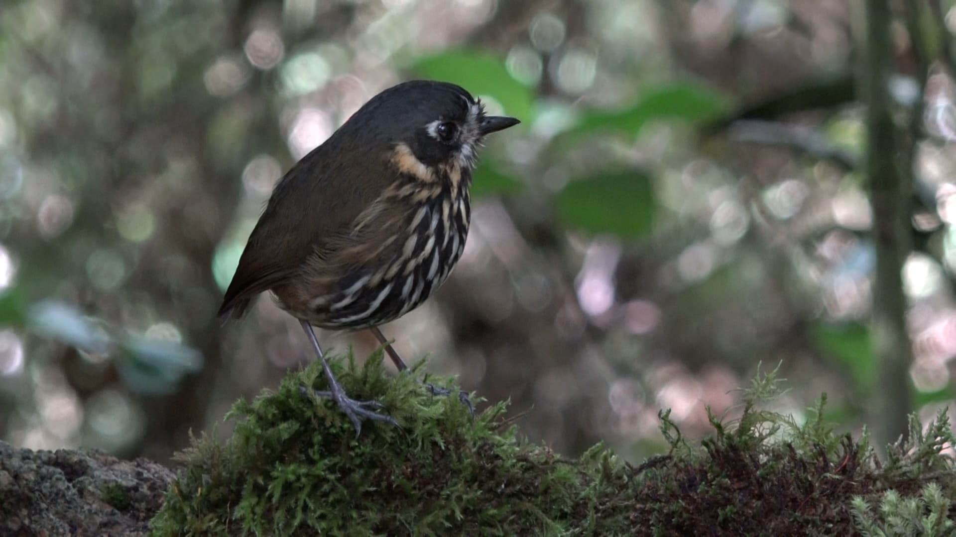 A crescent-faced antpitta at Hacienda El Bosque in Colombia. The bird dwells on the forest floor and is extremely hard to spot. Hacienda El Bosque is one of the only places where it can be seen on a regular basis.