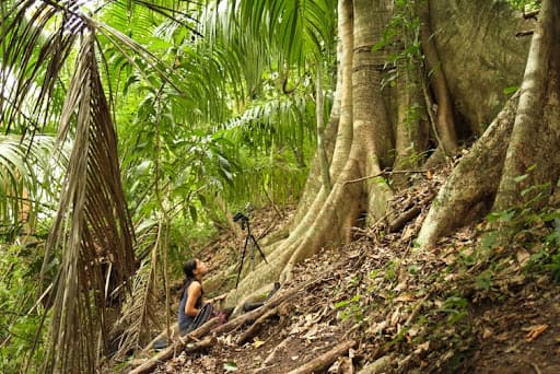 Fernandez spent long days in the field recording the vocalizations of greater sac-winged bat pups in their day roosts.