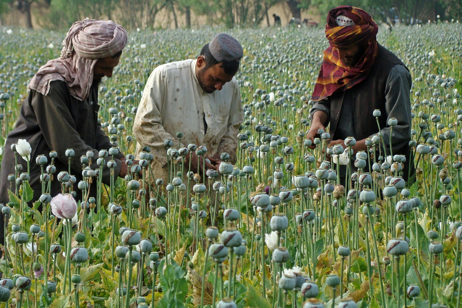 The Taliban have made a significant share of their revenue in the past from the drug trade.