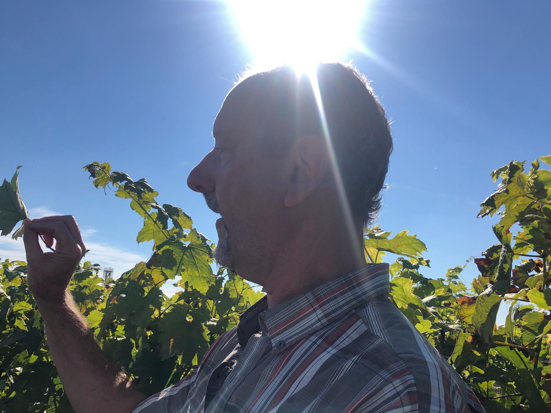 Mark Gowdy showed students some of the more than 50 grape varieties he’s been studying at the Institute of Sciences for Vine and Wines. The winegrower near Bordeaux, France, Gowdy, moved here from California. 